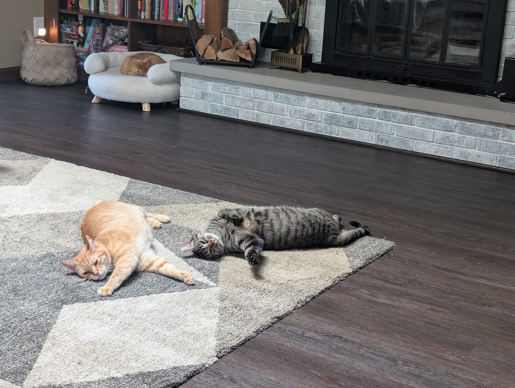 Pumpkin and Pancake living room floor.jpg