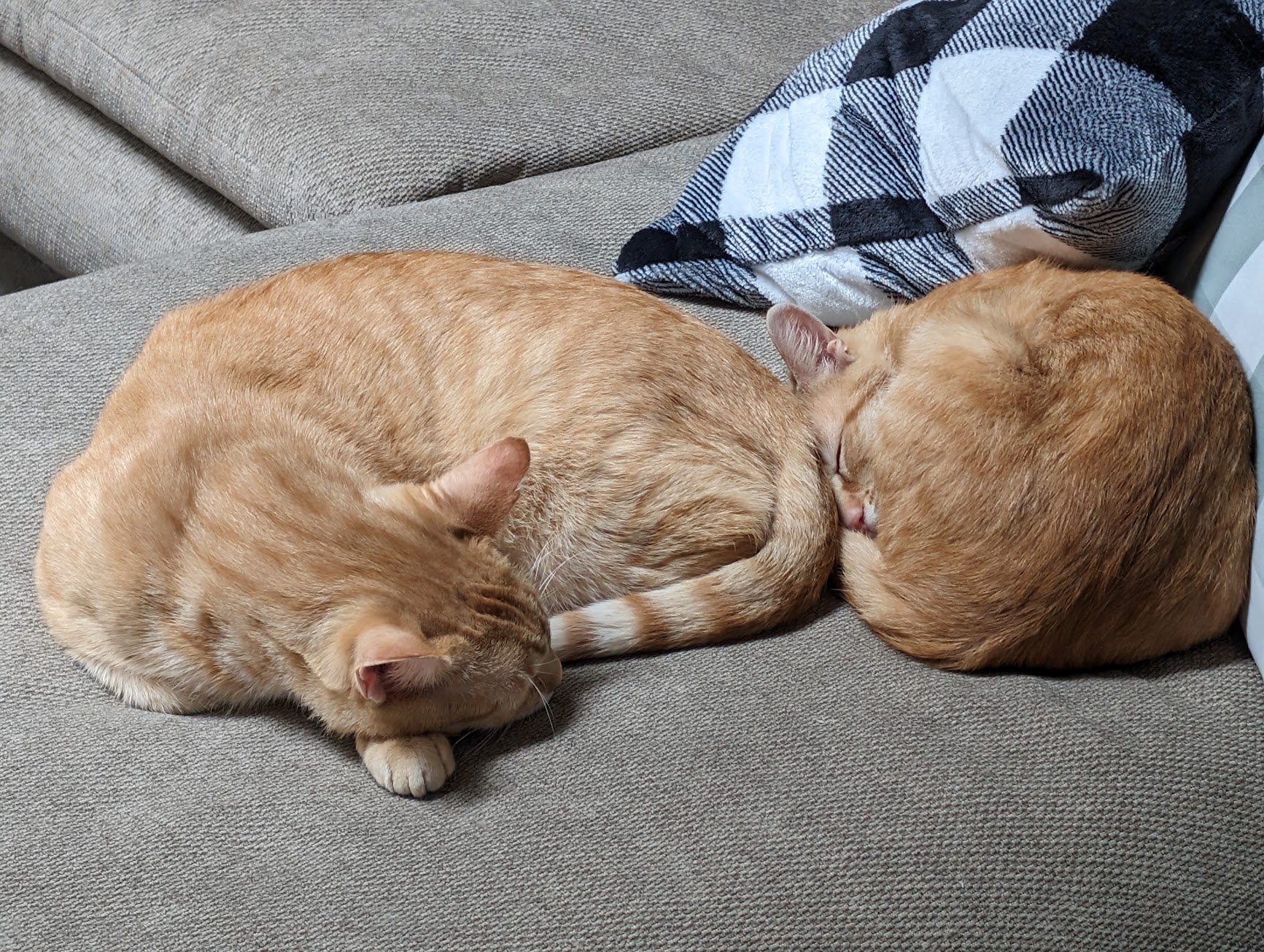 Pumpkin and toes sleeping on the couch.jpg