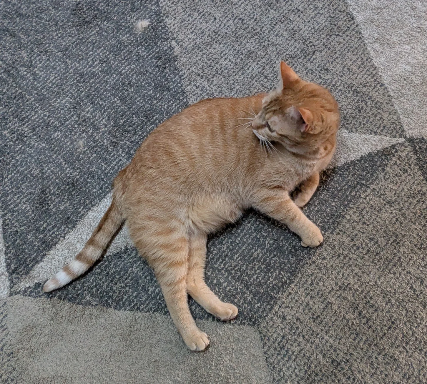 Pumpkin living room floor.jpg