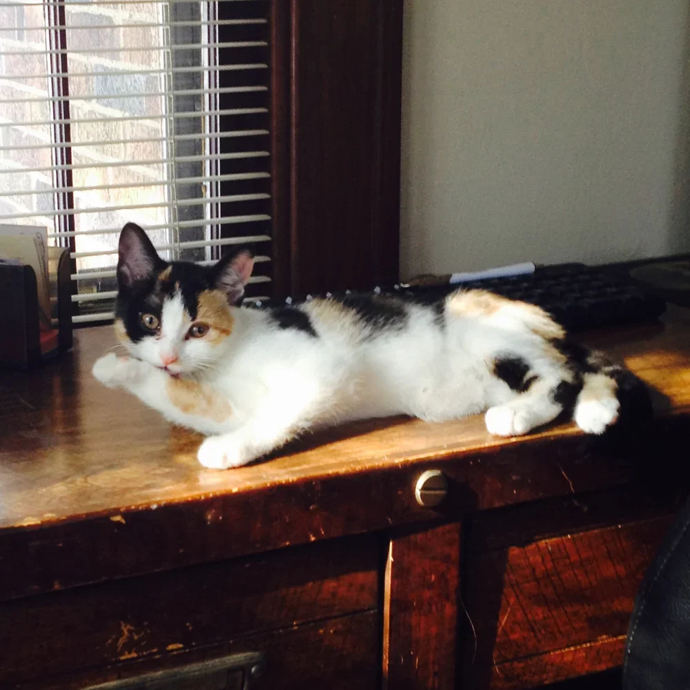 A calico cat lying on a wooden desk in front of a window with blinds, chasing a treat, with the sunlight illuminating part of its body.