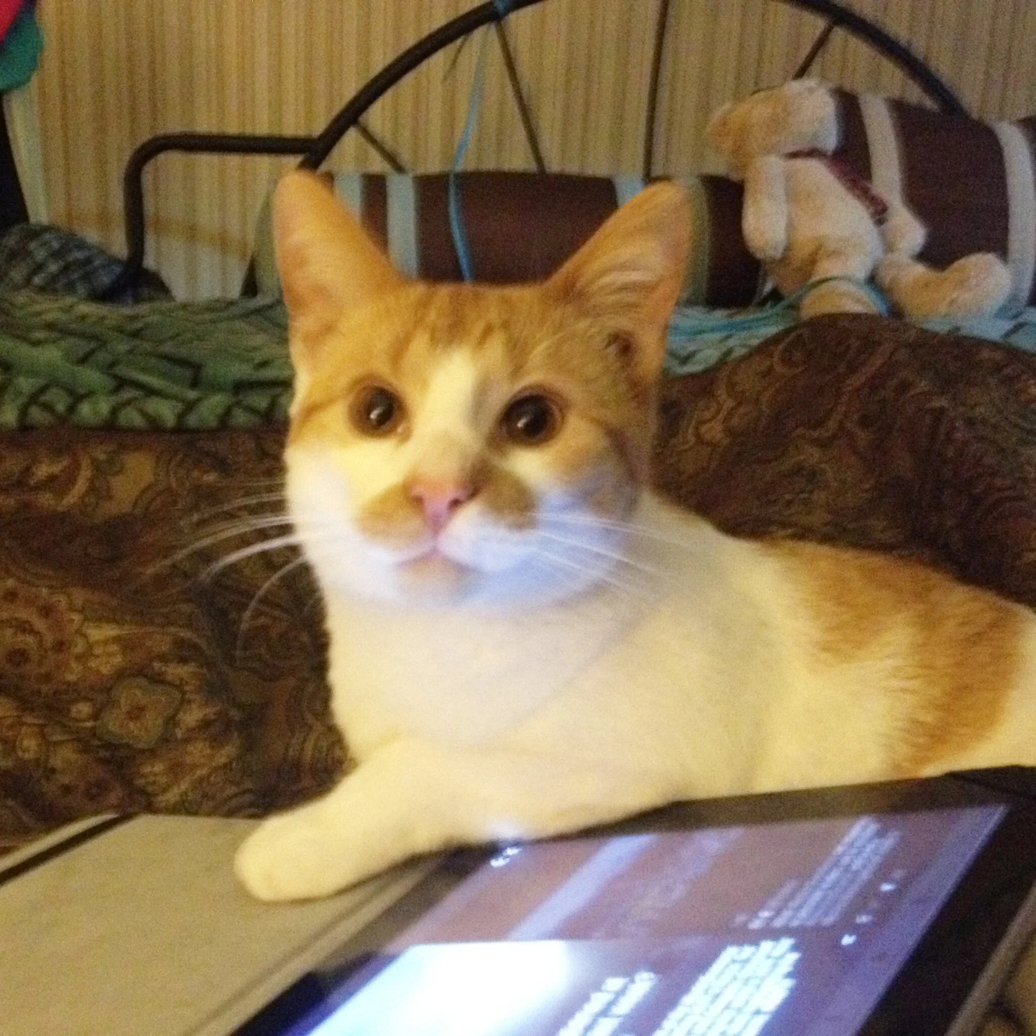 Close-up of an orange and white cat with green eyes looking into the camera, with a blurred background that includes a piece of furniture with a sign or label.