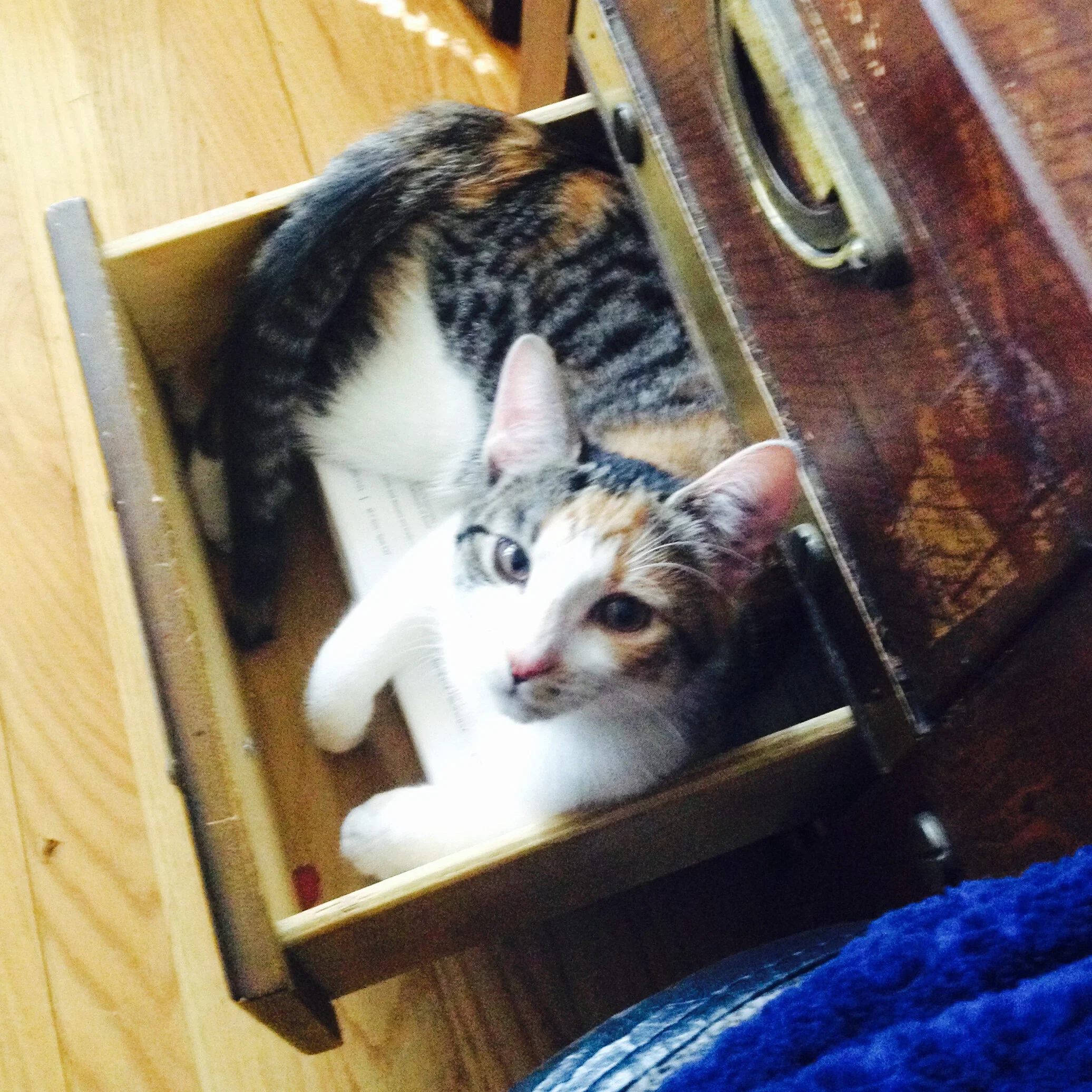 A domestic cat with a white face and multicolored tabby body lying on a wooden surface near a radiator, with a blue textured blanket nearby.