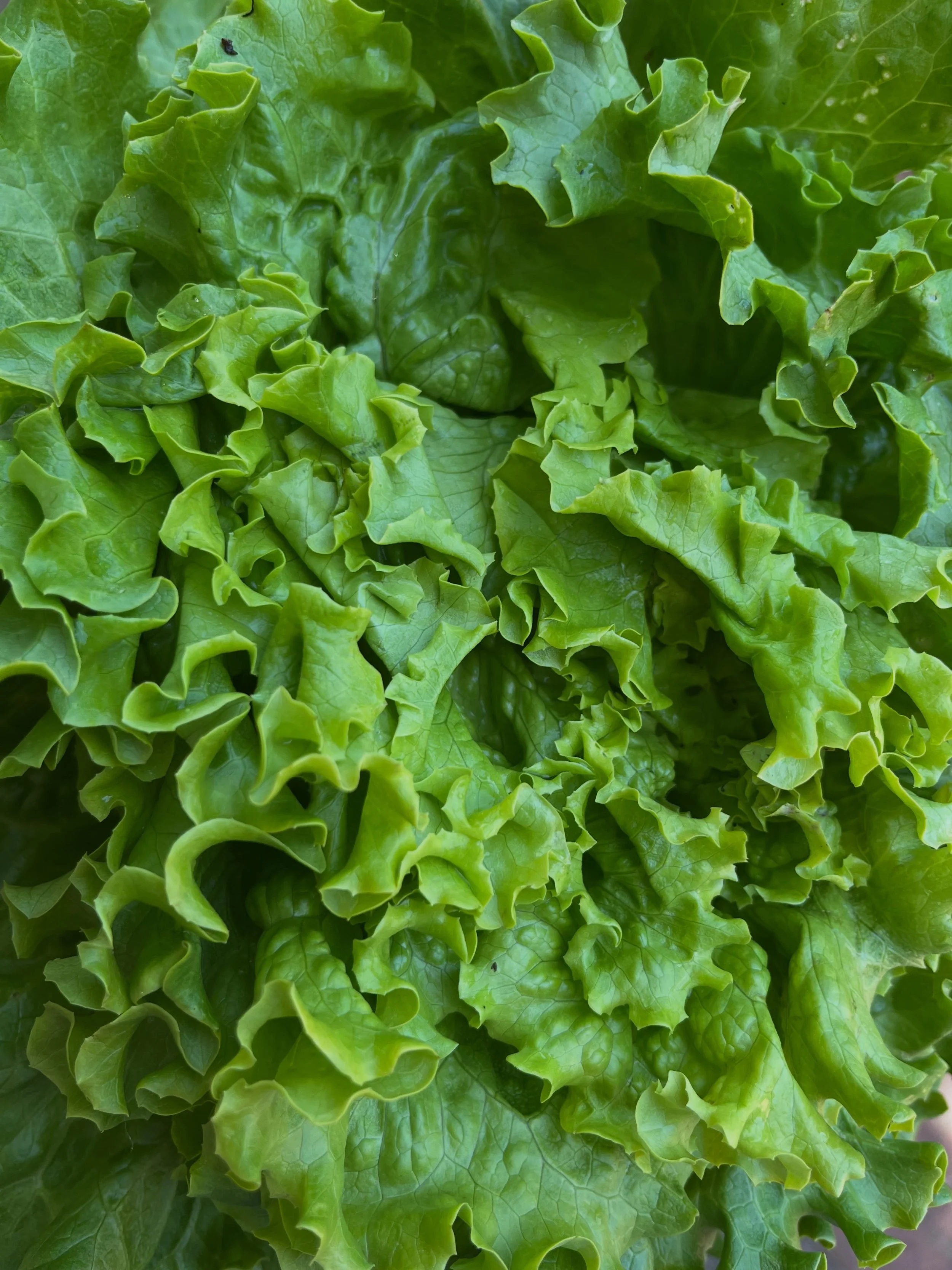 Eat your greens! 
🥬🌱🫛🥦🥒🫑

We have so many wonderful farms bringing fresh veggies to you every Saturday! 

💚Grab your Microgreens from @firsttubemicrogreens 
💚Grab your salad mixes from @conwayhartfarm 
💚Grab your Napa Cabbage from @daves_nat