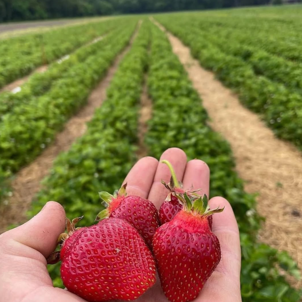 May 30th: Strawberry Season