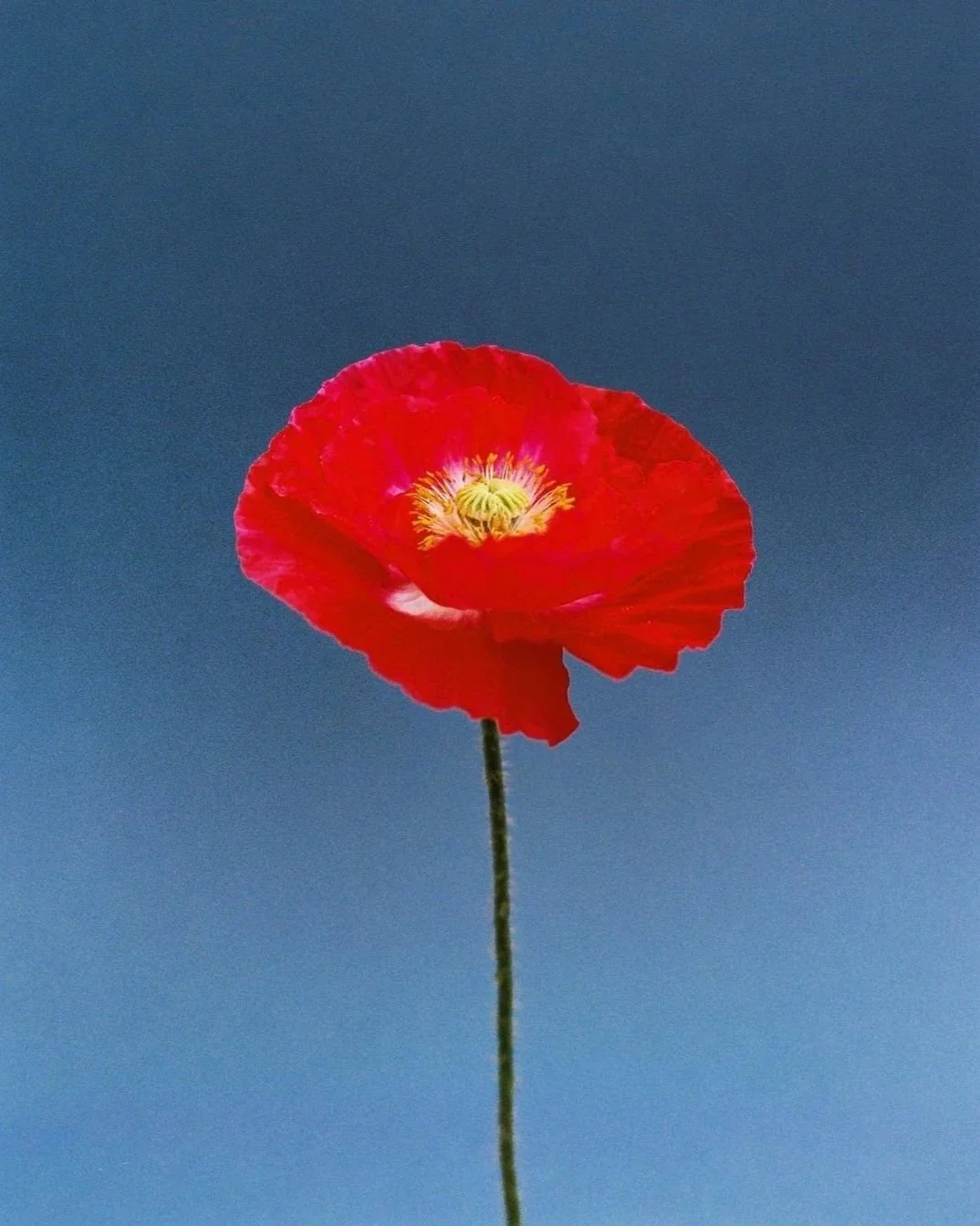 A single bright red poppy flower with a green center and yellow stamens, standing tall against a clear blue sky.