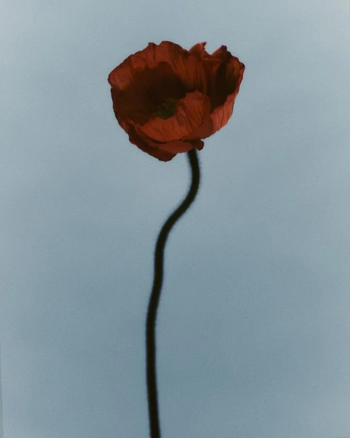 A single red poppy flower with a dark stem against a blue sky.