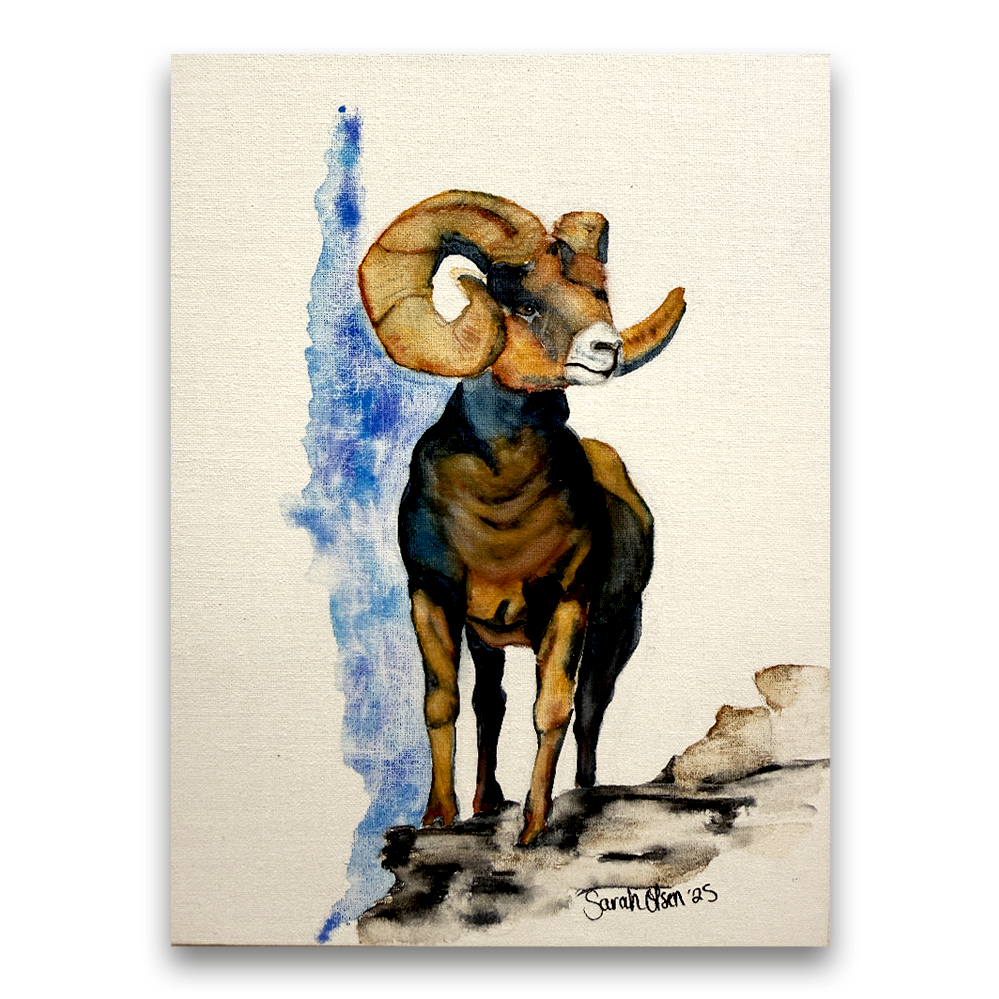 Big Horn Sheep | 2025