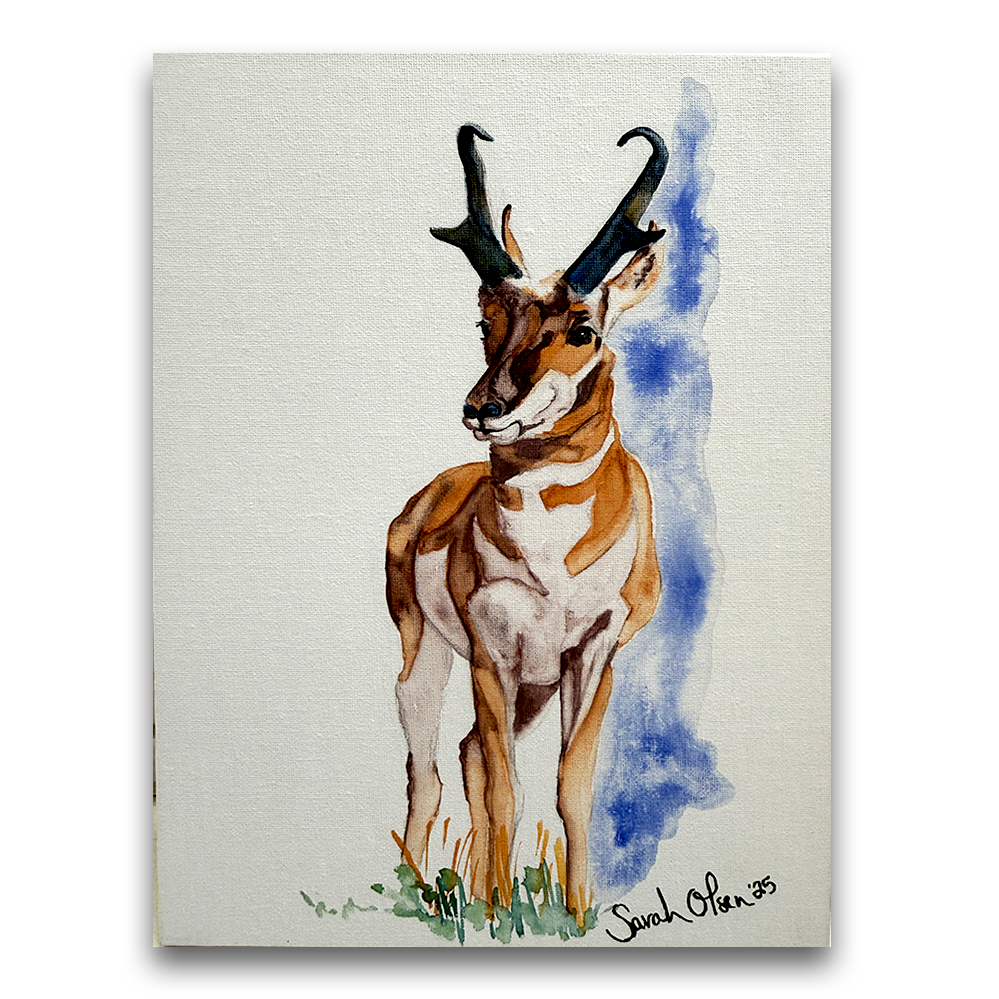 Prairie Longhorn | 2025