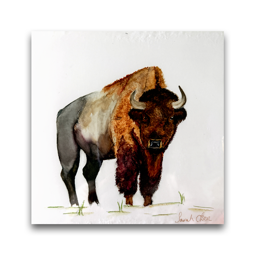 Bison Portrait | 2025