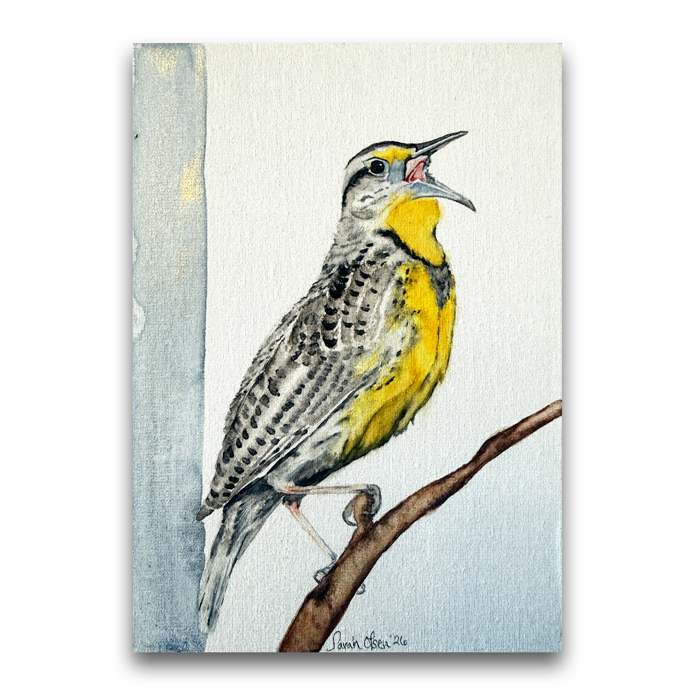 Meadowlark | 2026