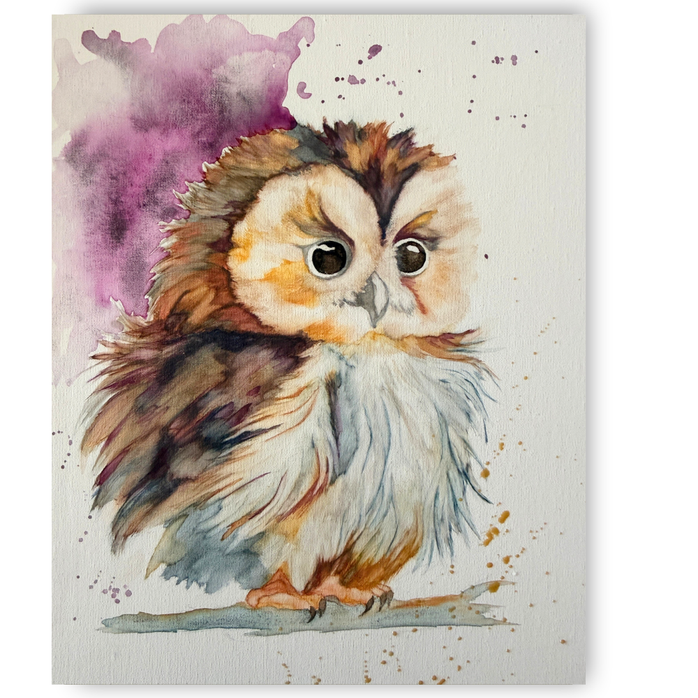 Pip the Pygmy Owl | 2026