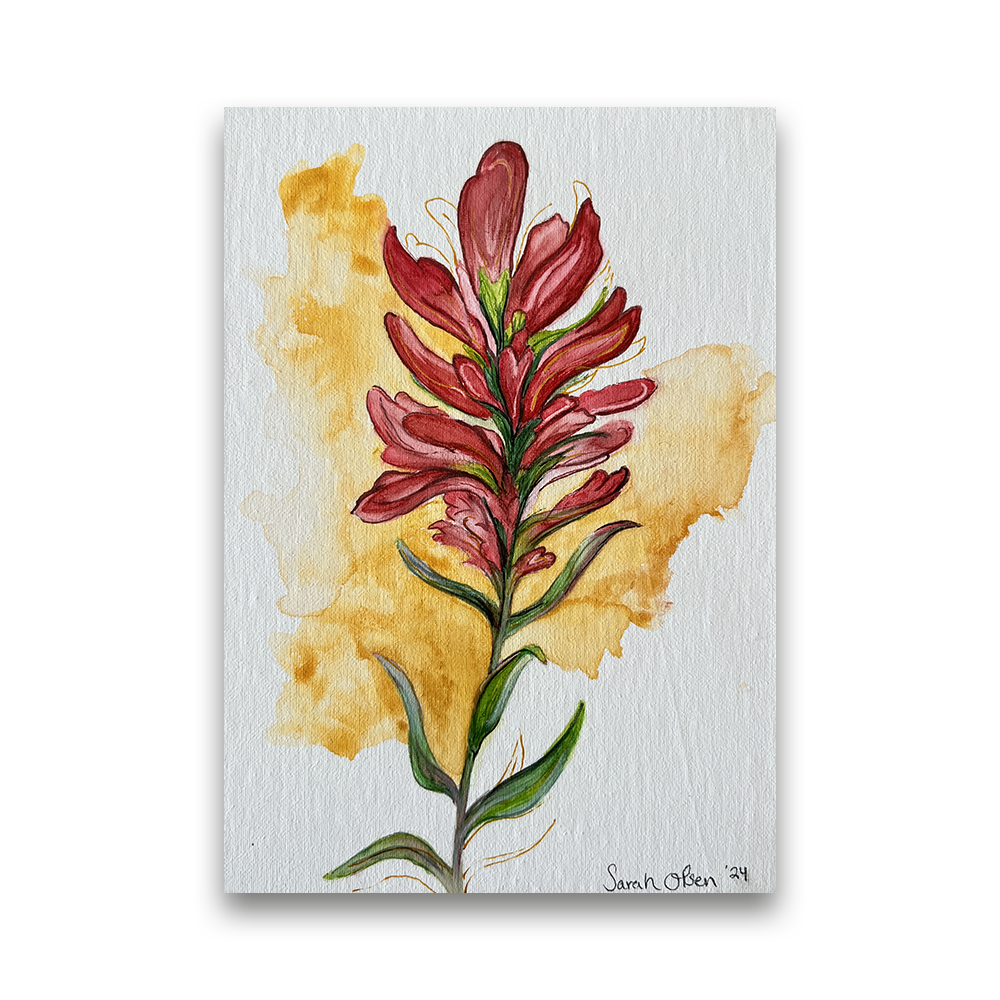Indian Paintbrush | 2024