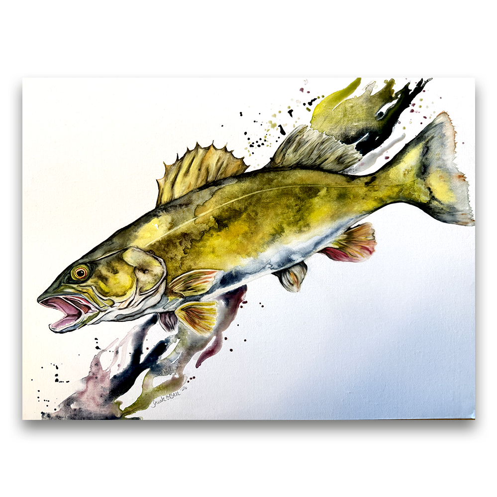Walleye | 2025