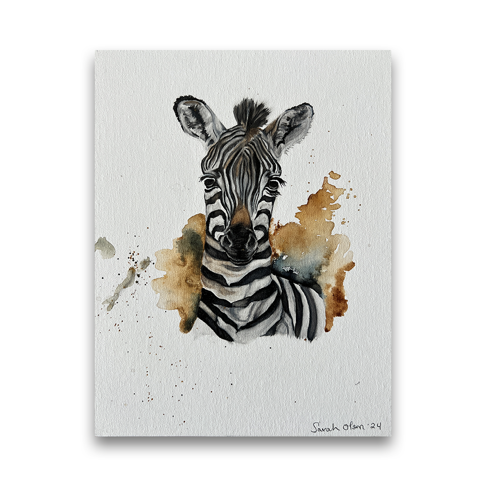 Zebra | 2024