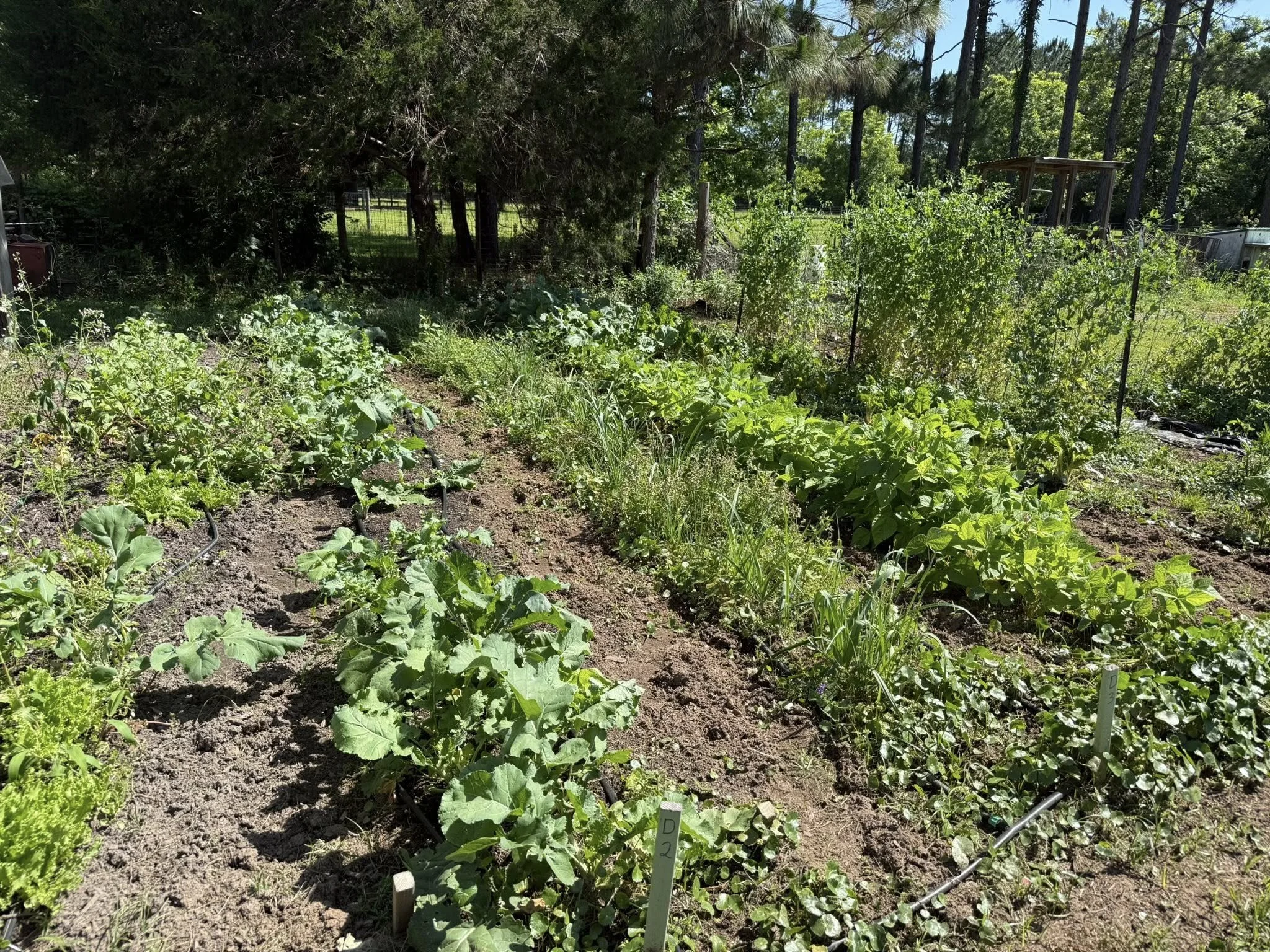 Harvest2.jpg