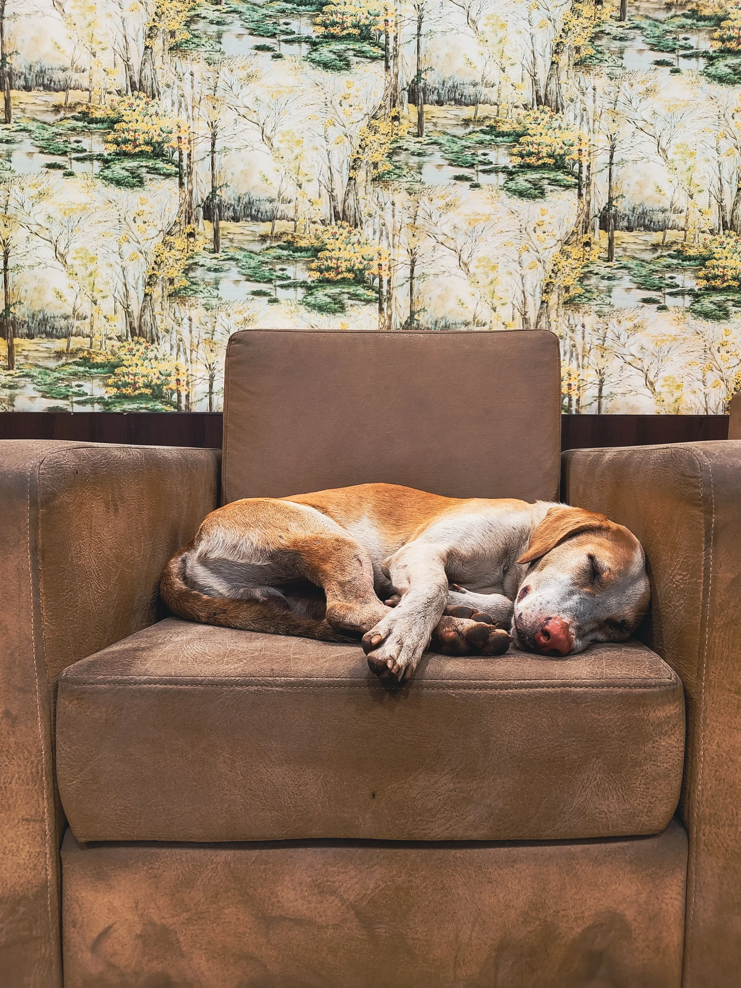 A dog is sleeping on a brown leather couch with a floral wallpaper background.