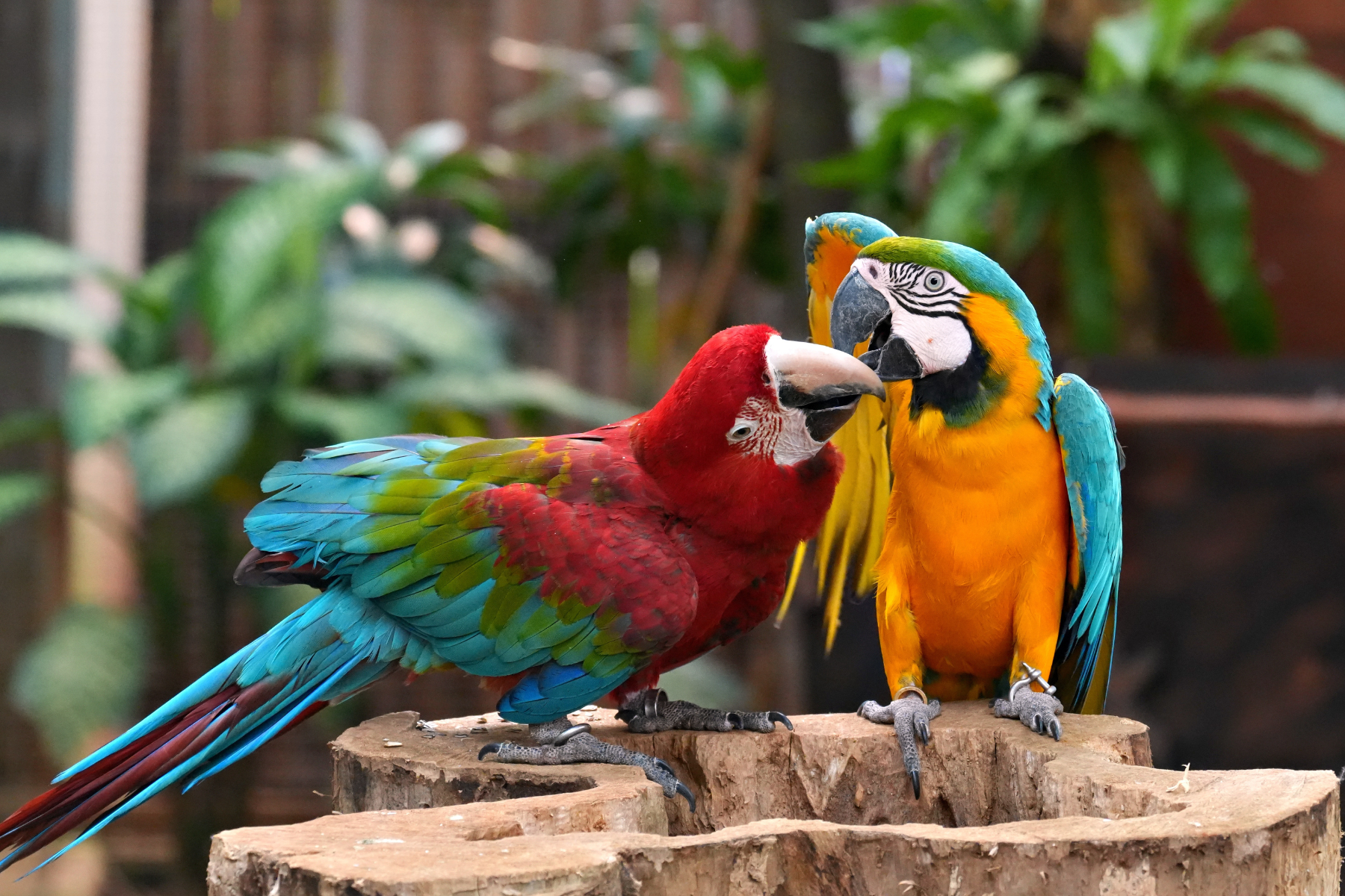 Two colorful parrots, a red-and-blue macaw and a yellow-and-blue macaw, standing on a tree stump in a lush, green environment, with the red-and-blue macaw touching the yellow-and-blue macaw's beak.