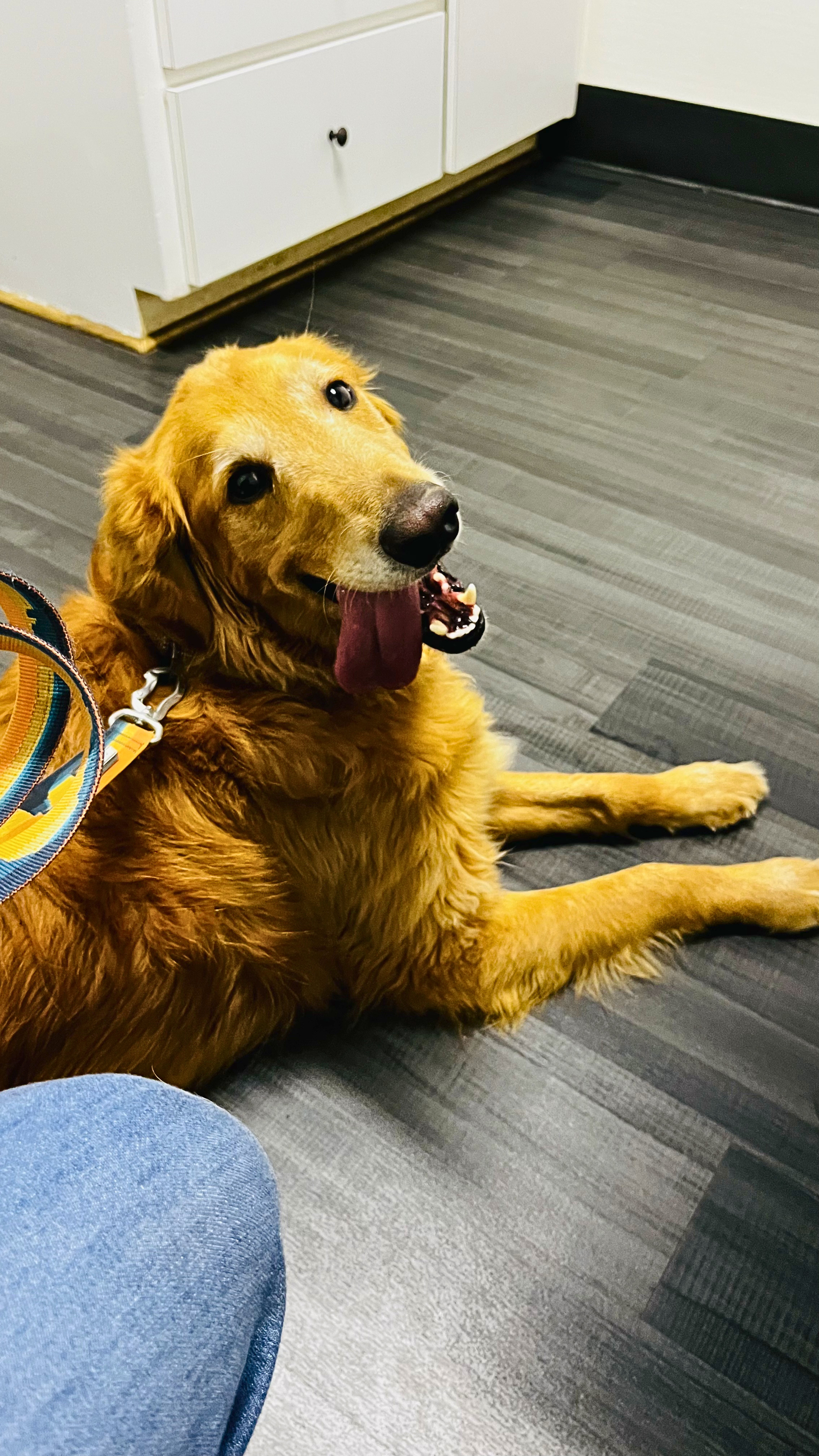 A happy golden retriever dog lying on a dark wood floor, tongue out, with a colorful collar, near a white cabinet, in an indoor setting