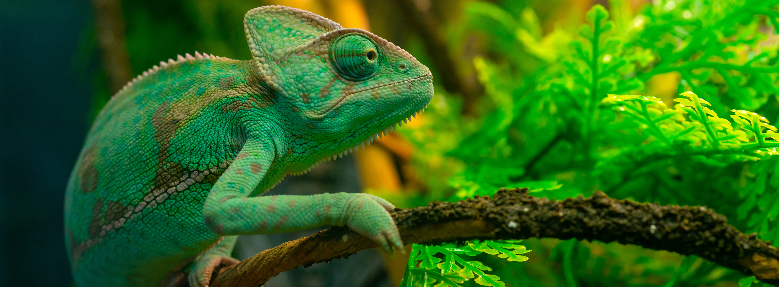 Green chameleon on a branch surrounded by green foliage.