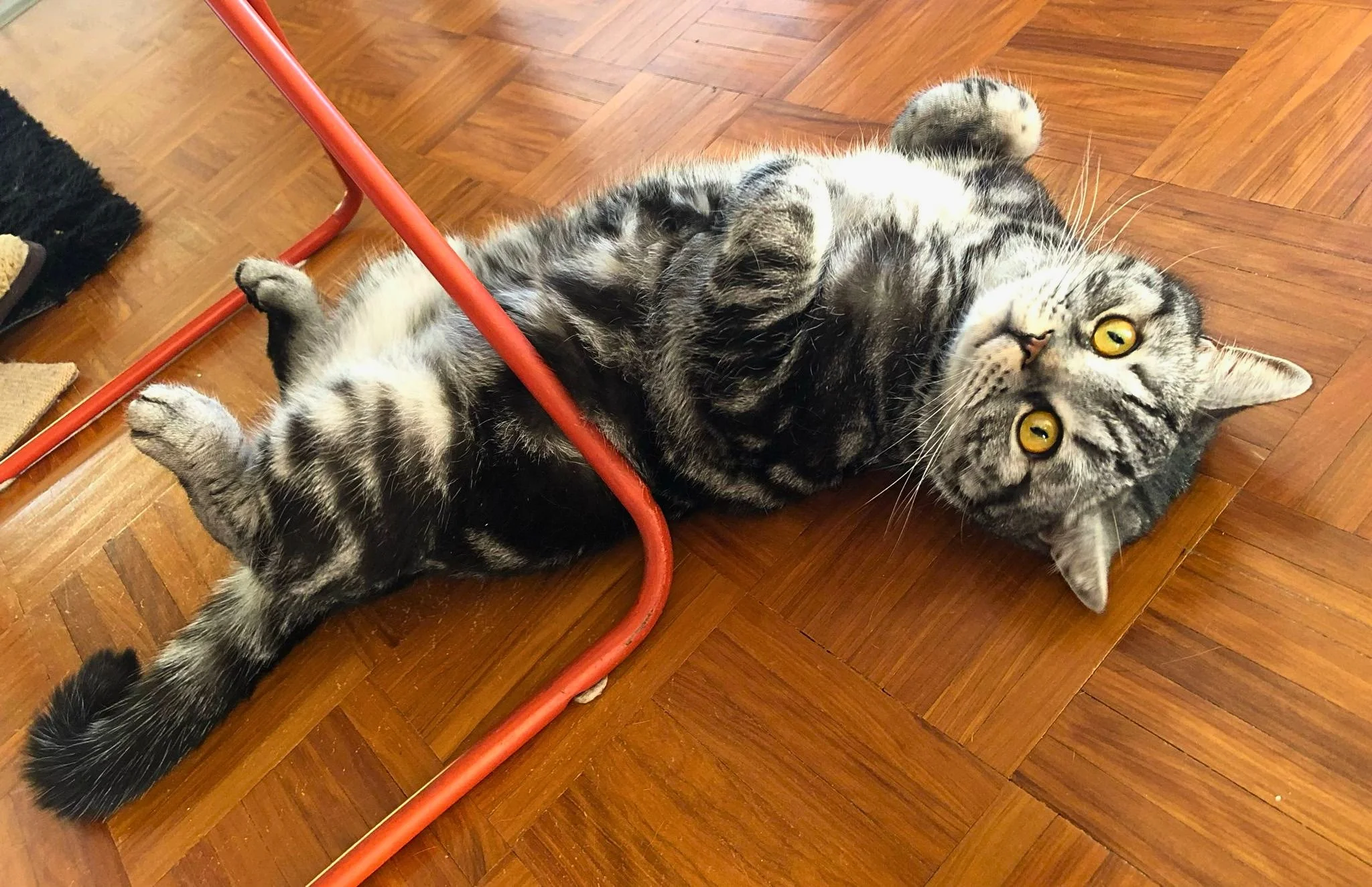A gray tabby cat lying on its back on a wooden floor, holding a red metal chair with its paws, looking at the camera with wide yellow eyes.
