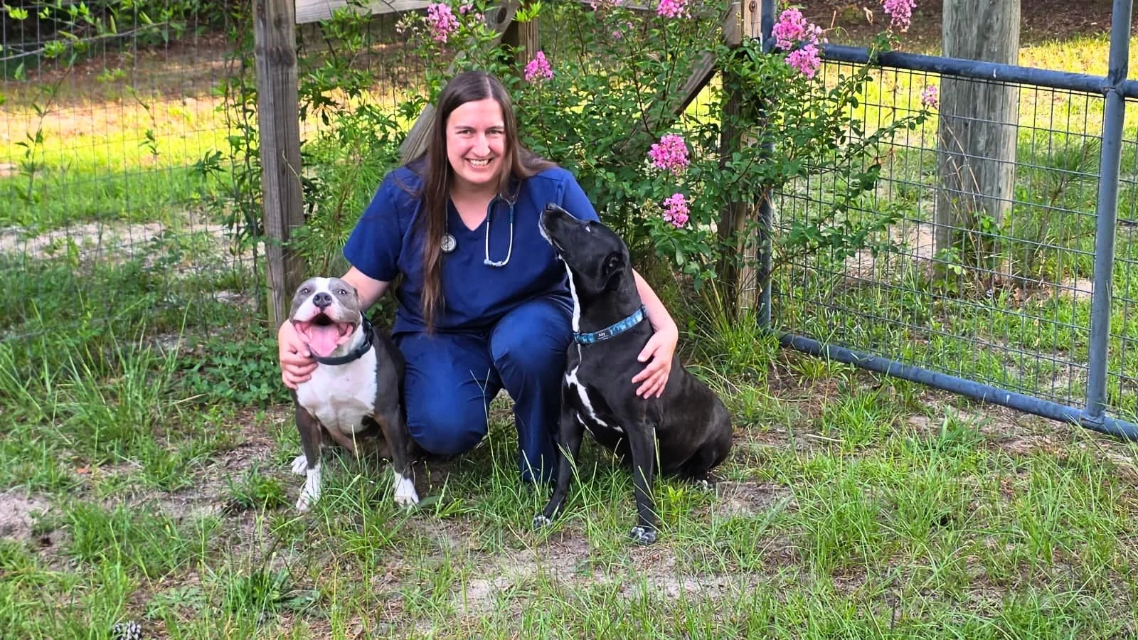 A woman in blue veterinary scrubs crouches outside with two dogs; a happy gray and white dog on her left and a black dog on her right, in a grassy area with a wooden post, metal fence, and pink flowering bushes in the background.