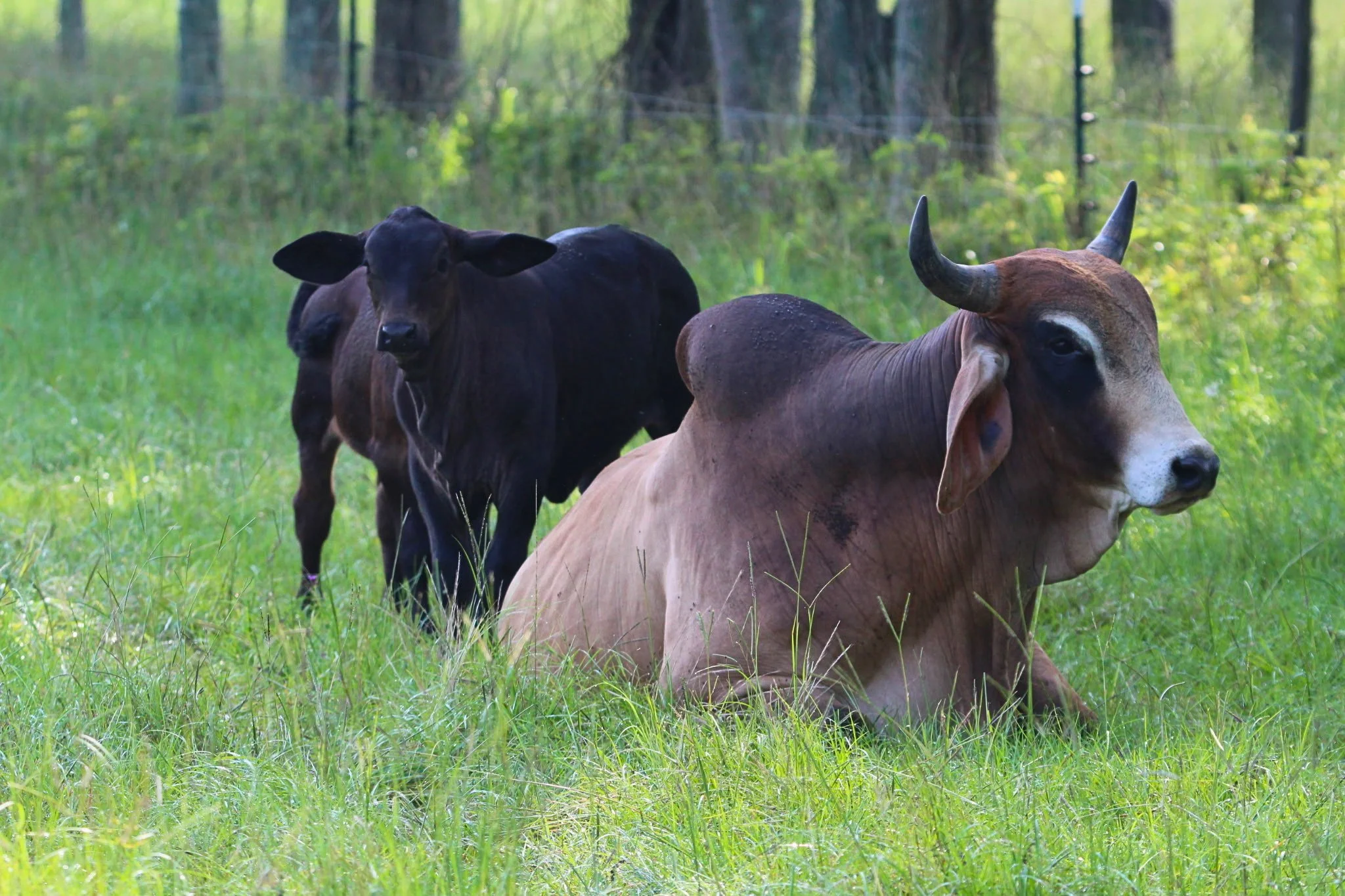 Two cows, one black and one brown, resting in a lush green field with trees in the background.