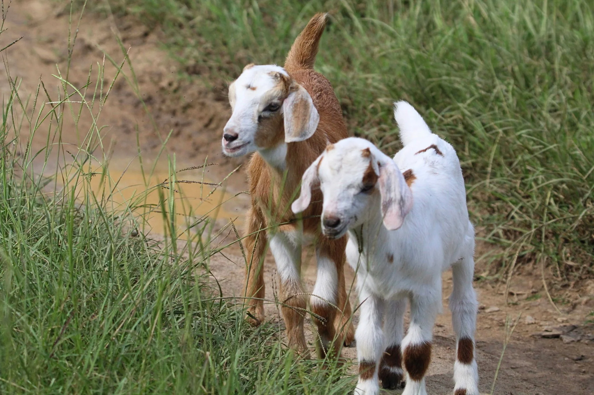 Two young goats standing in a grassy outdoor setting, with one goat looking to the side and the other with its eyes closed.