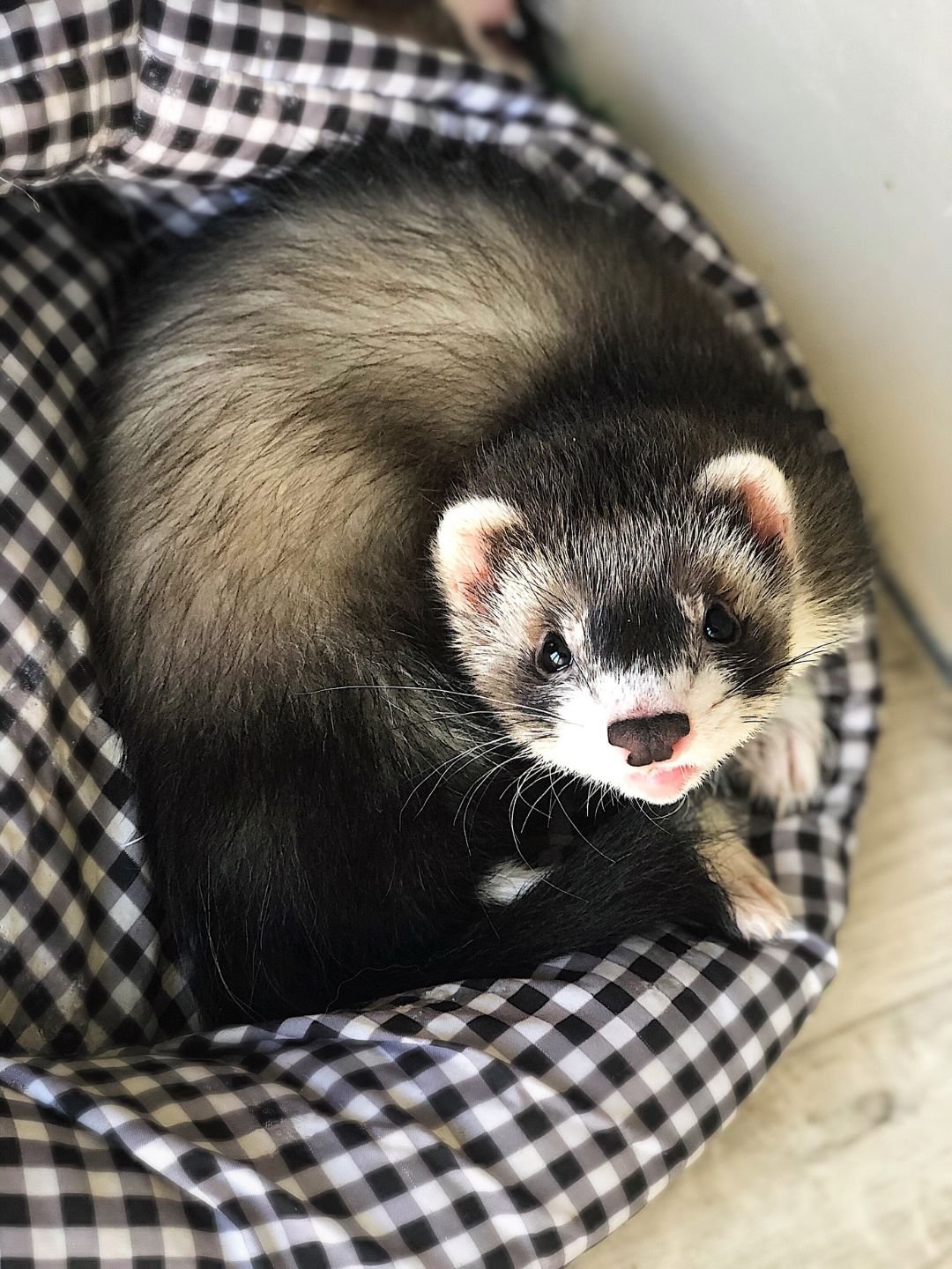 A cute ferret with black and white fur curled up in a checkered fabric bed, looking up with curious eyes.