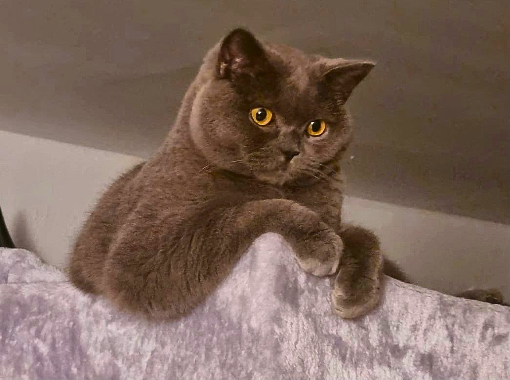 A brown cat with yellow eyes resting on a soft surface, with a neutral-colored background.