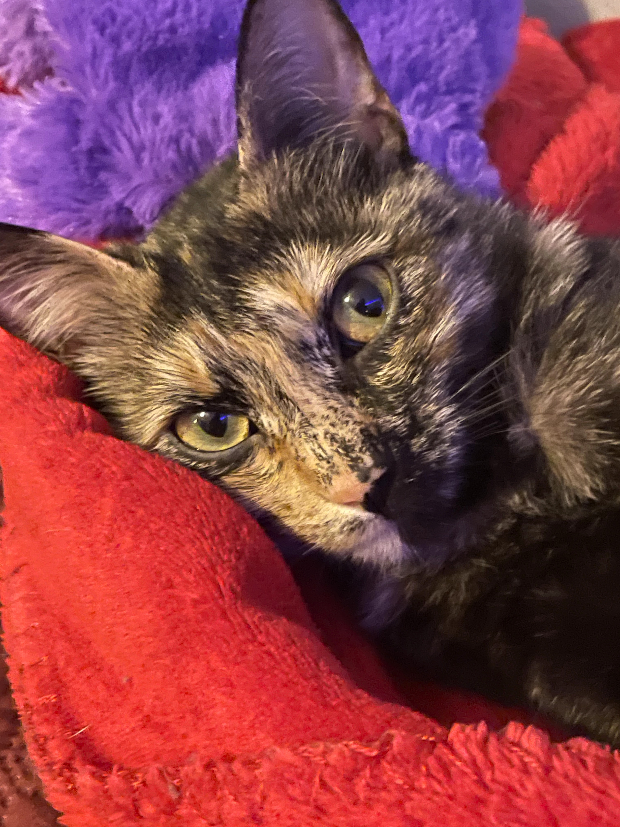 Close-up of a young kitten lying on a red and purple blanket.