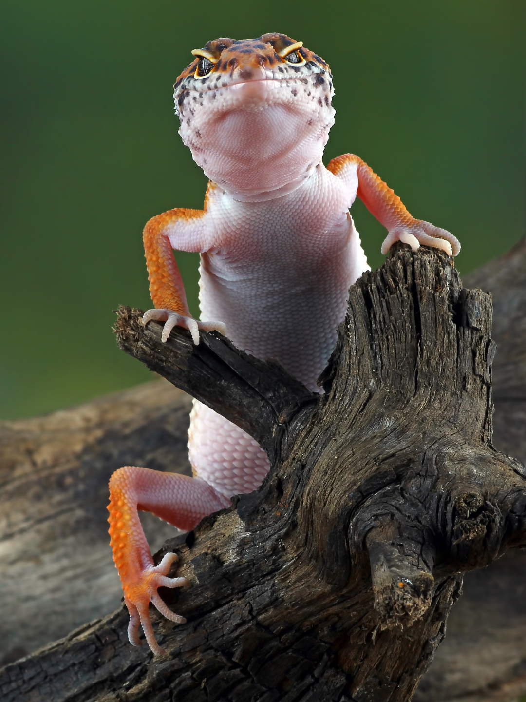 A close-up of a leopard gecko perched on a tree branch, showing its textured skin and distinctive toe pads.