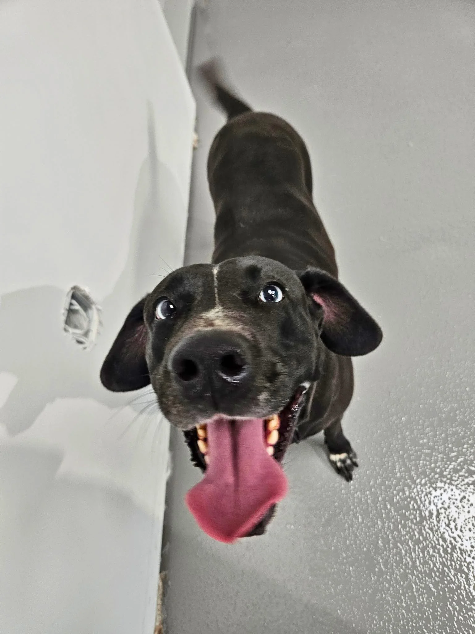 A playful dog with a black and gray coat and white markings on its face, standing on a gray textured floor. The dog is wearing a pink sock on one paw and has its tongue out, looking up at the camera.