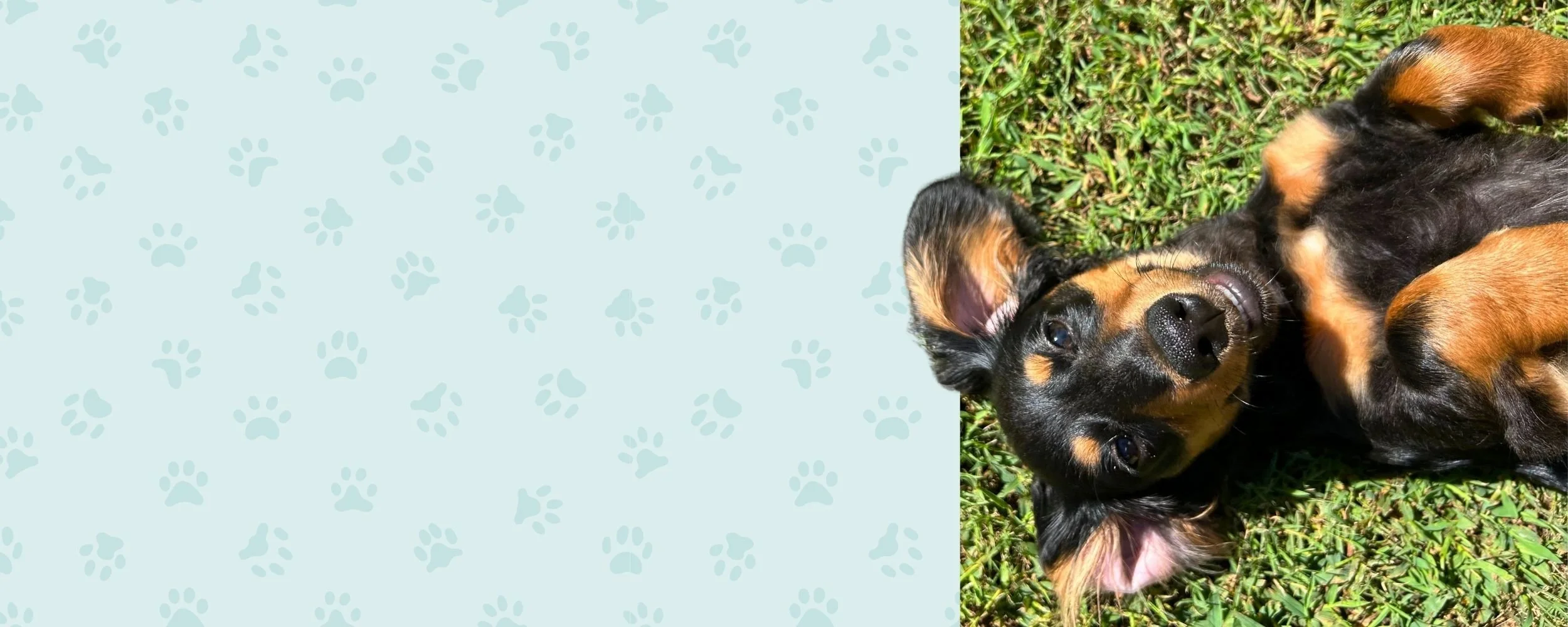 A black and tan dog lying on green grass, smiling with one eye slightly closed.