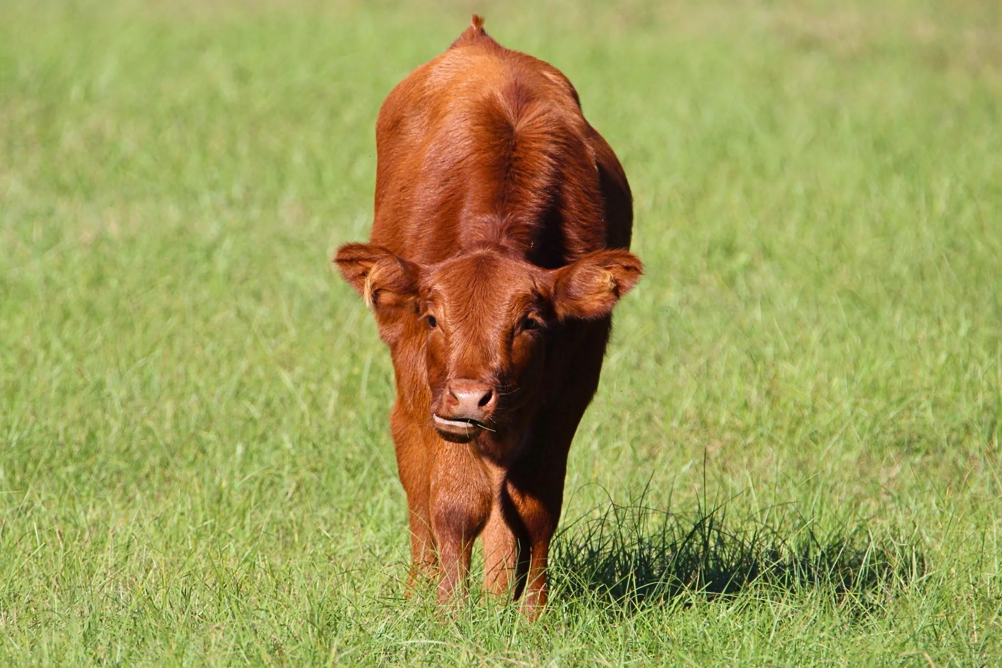 A young brown cow grazing in a green field.