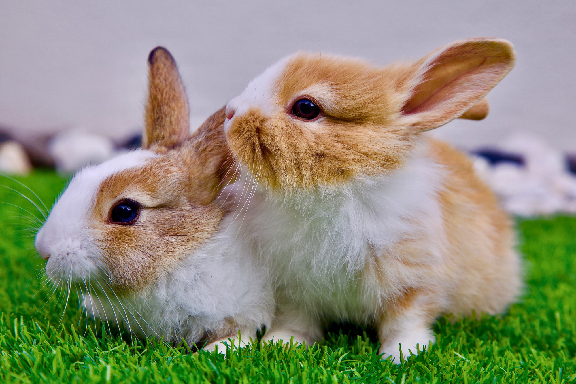 A close-up of two rabbits on grass, with one rabbit nuzzling the other.