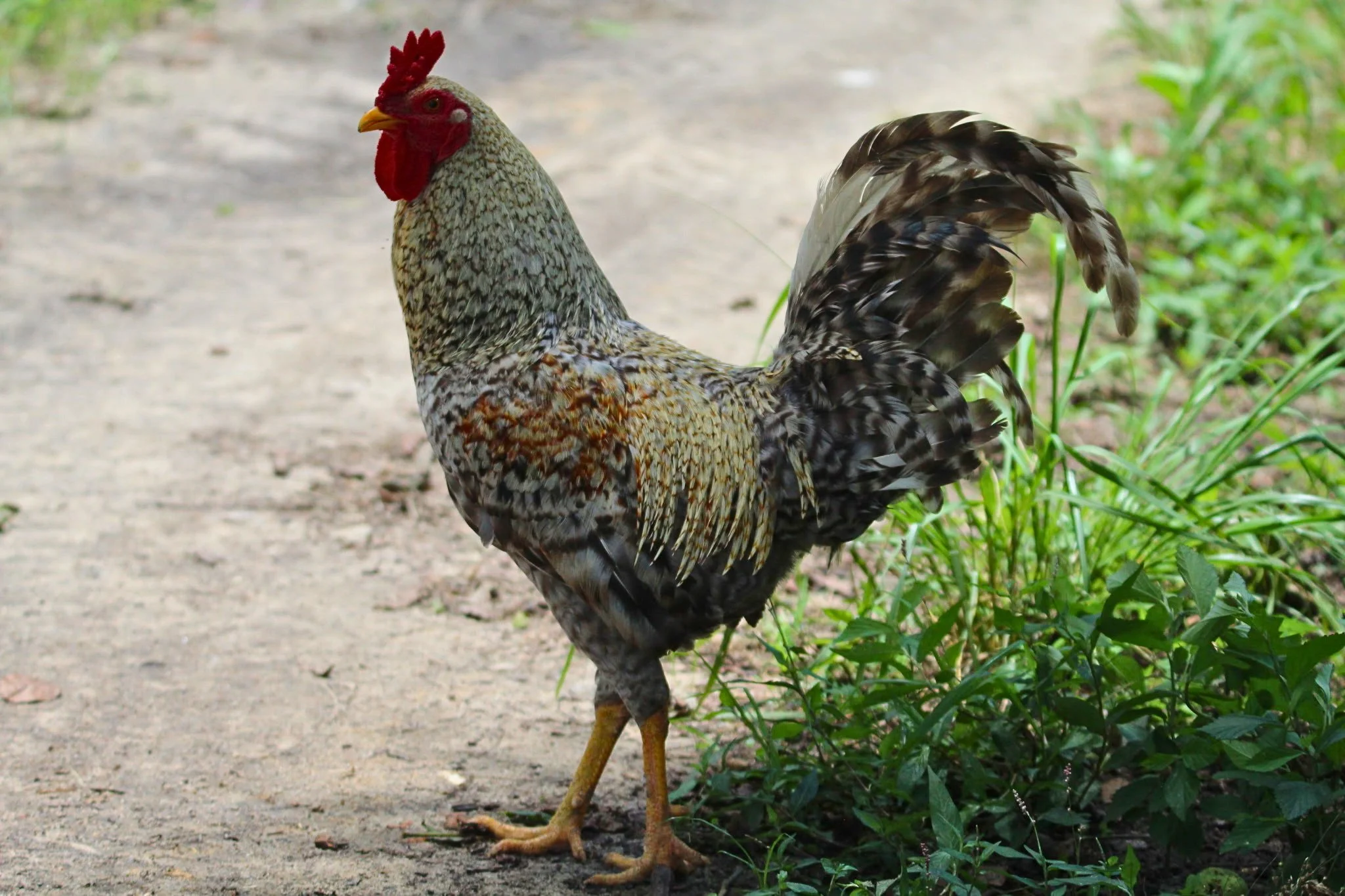 A rooster standing on a dirt path with green foliage nearby.