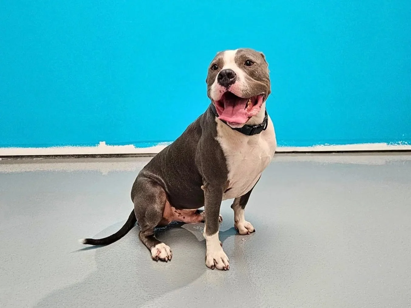 A smiling gray and white dog with one eye slightly squinted, sitting on a gray floor against a blue wall.