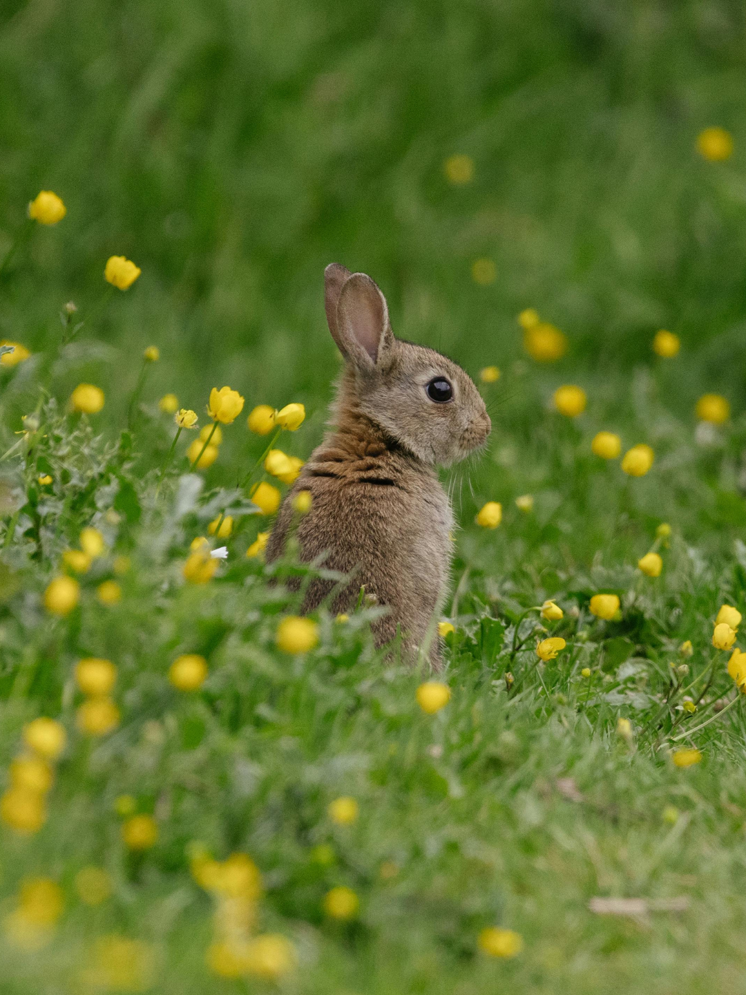 A young brown bunny sitting in a green grassy field with yellow wildflowers.