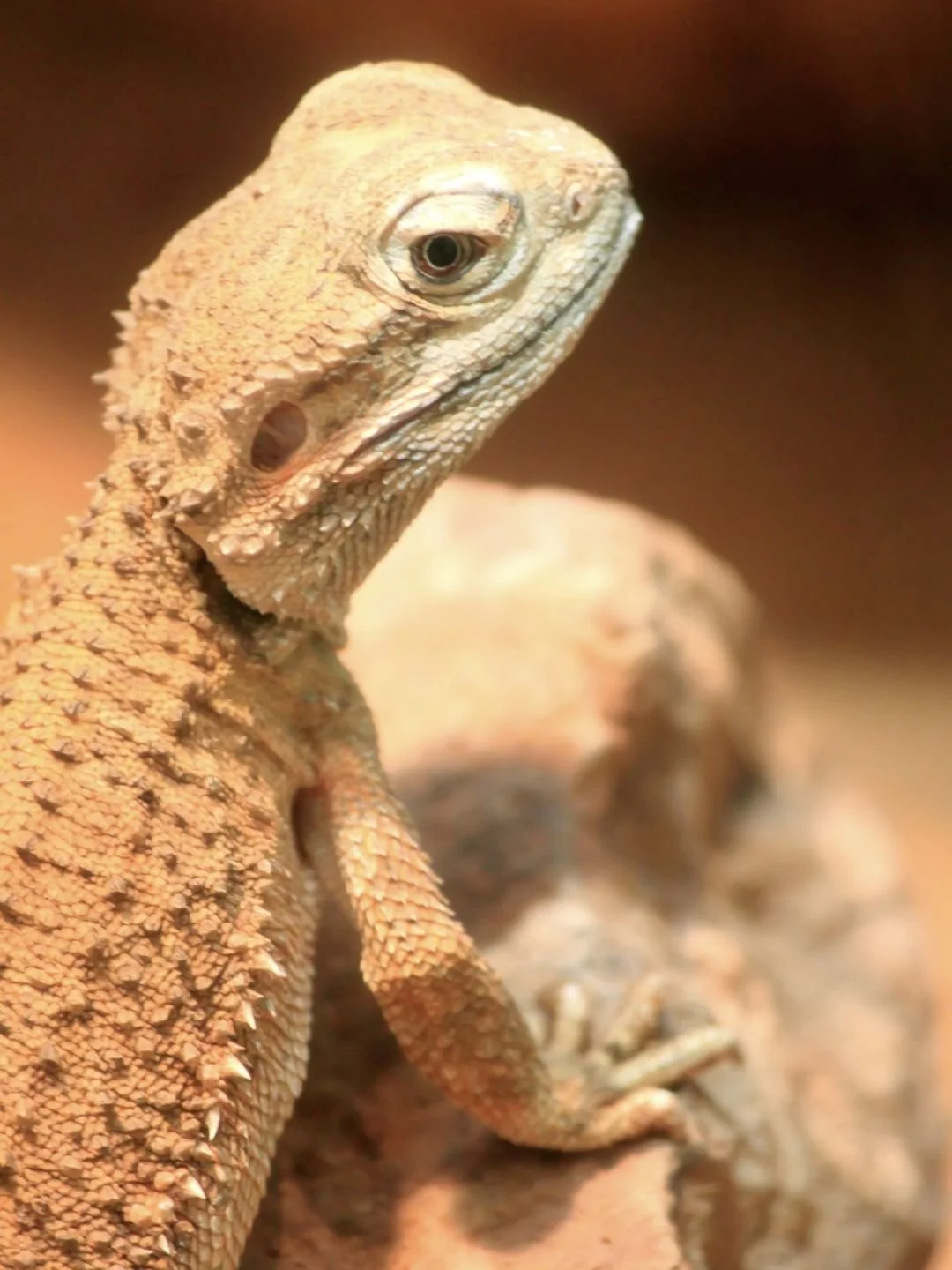 Close-up of a bearded dragon lizard with textured scales on its head and body, sitting on a rock surface.