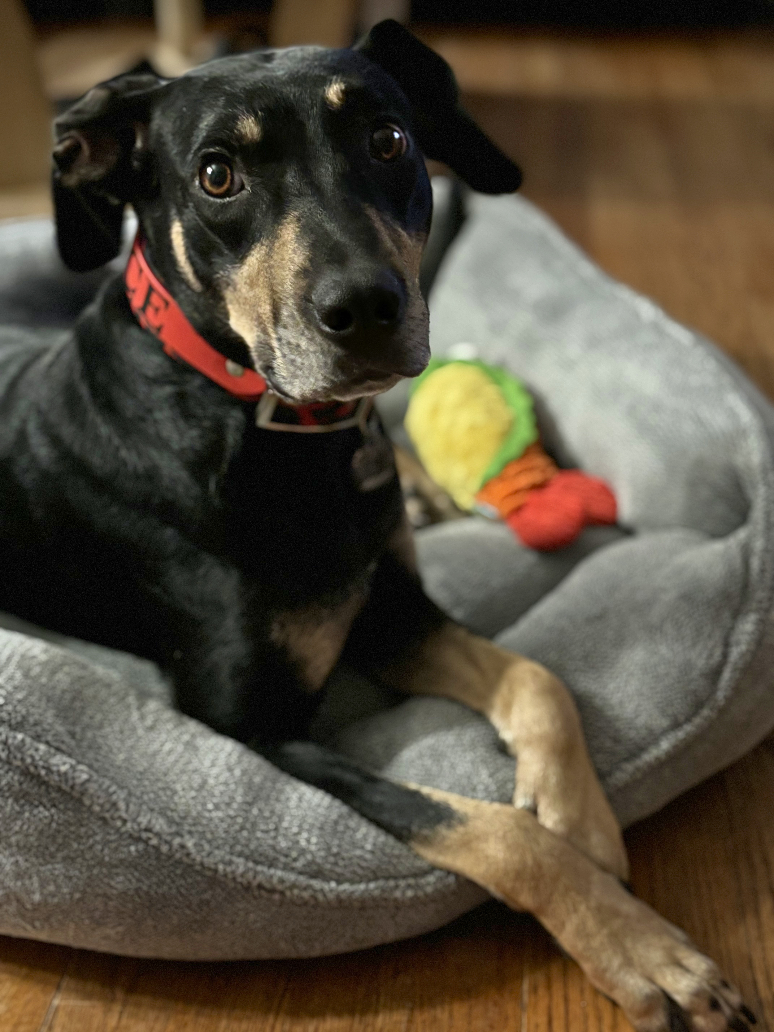 A black and tan dog with a red collar lying on a gray dog bed on a wooden floor, looking at the camera.
