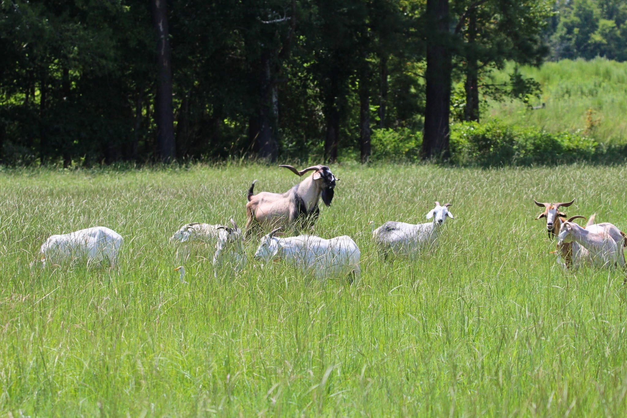 A herd of goats grazing in a lush green field with a backdrop of dense trees.
