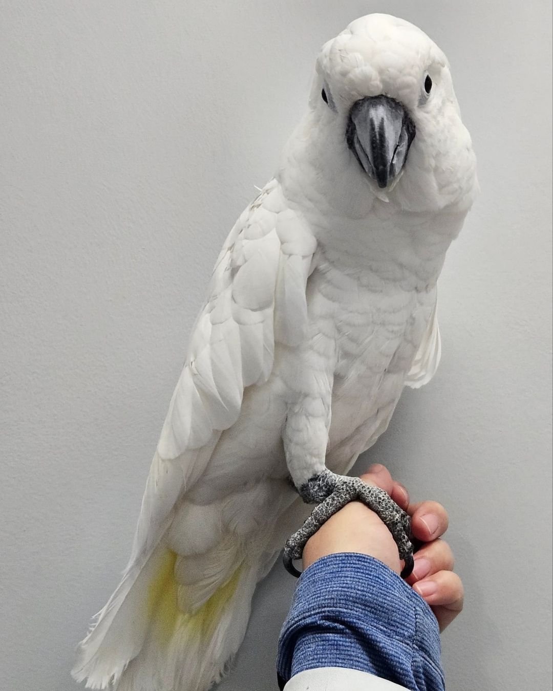 White parrot with black beak perched on a person's hand, gray background.