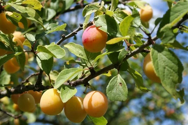 De Mirabelle: het gouden pruimpje van Frankrijk