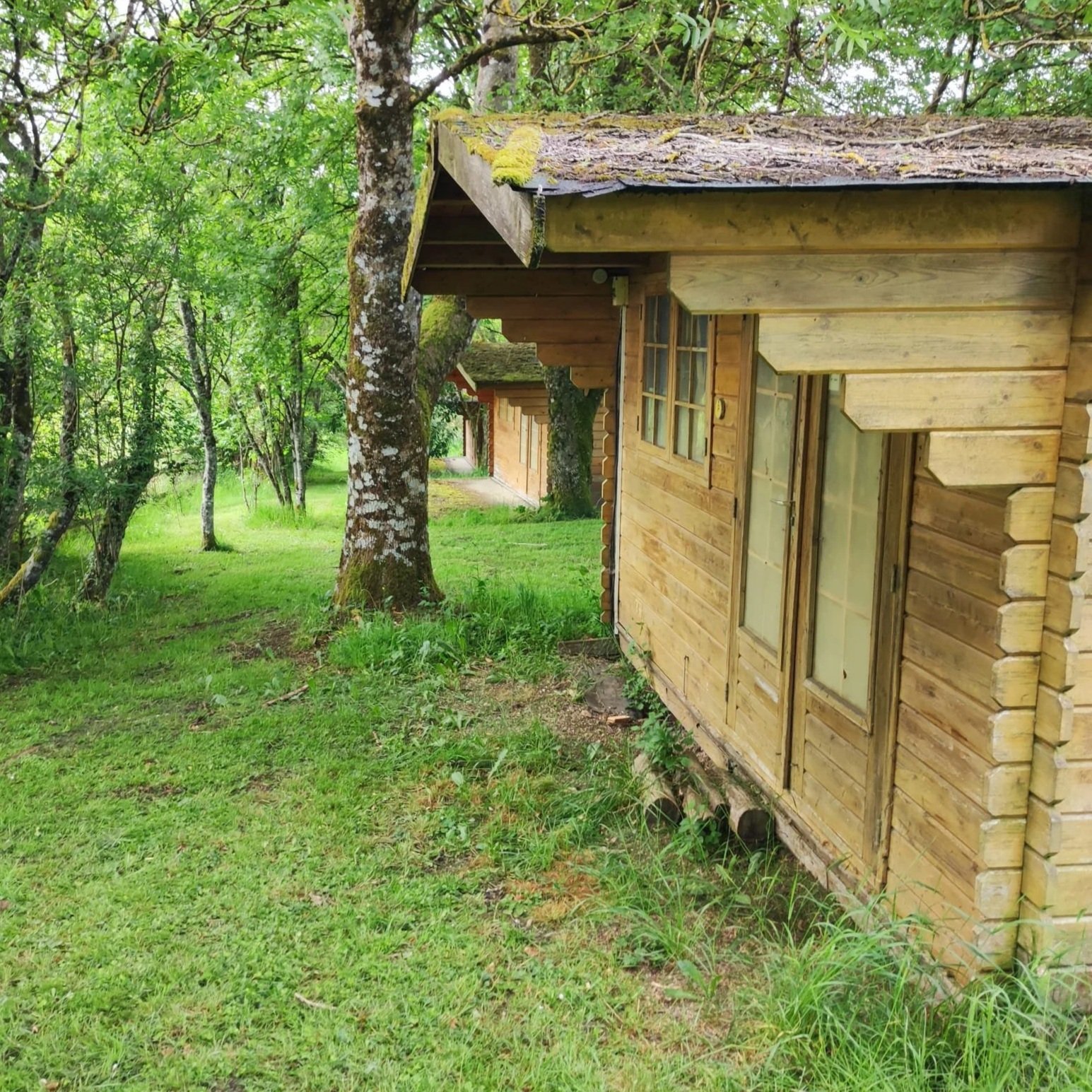 Ronde houten huisjes in een groen bos met gras en bomen.