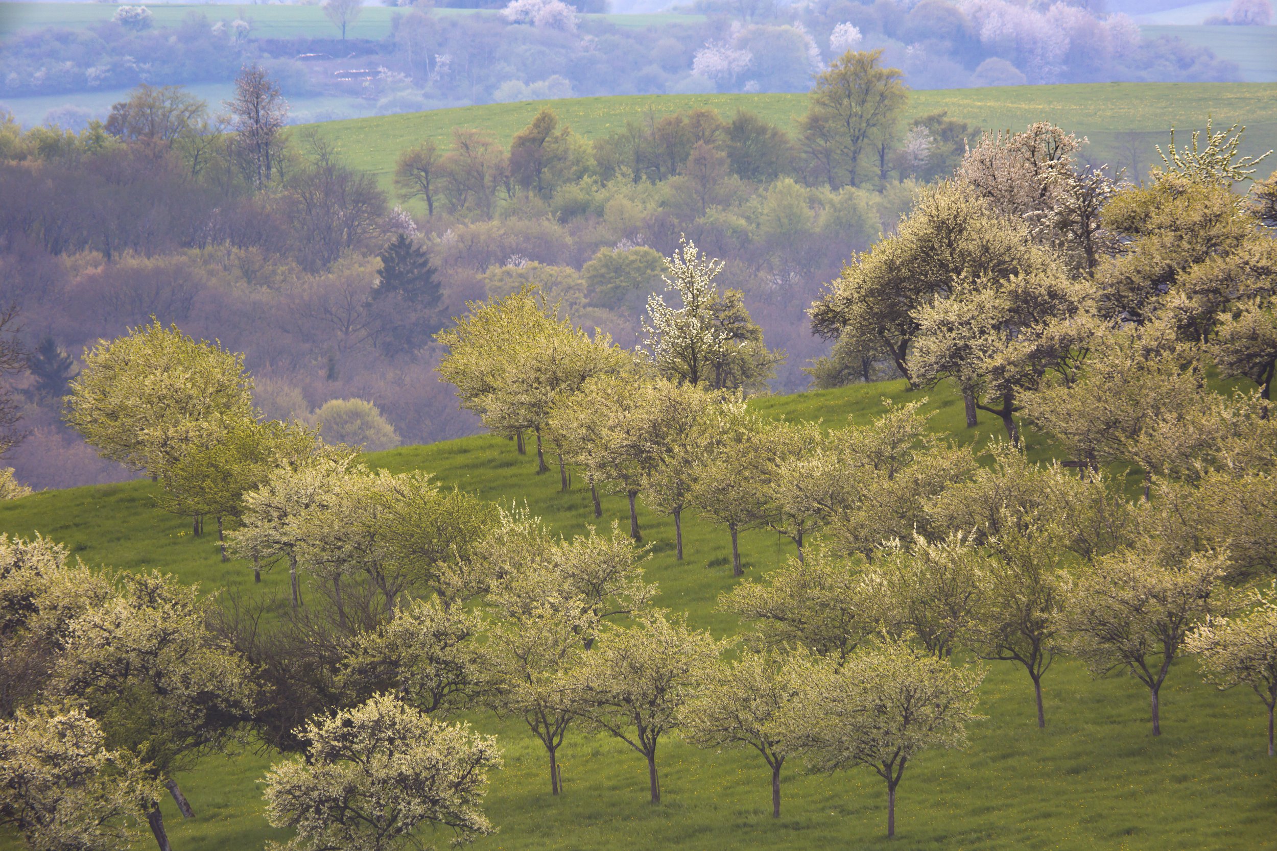 Landschap met bloesemende bomen en groene heuvels in de lente.