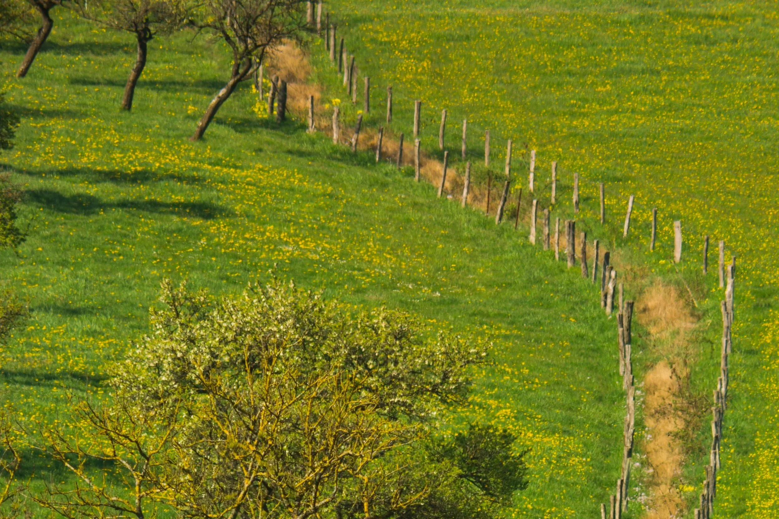 Het beeld toont een glooiend landschap met groene weilanden bedekt met kleine gele bloemen en een rij bomen langs een hek. De zon werpt schaduw op de heuvels.