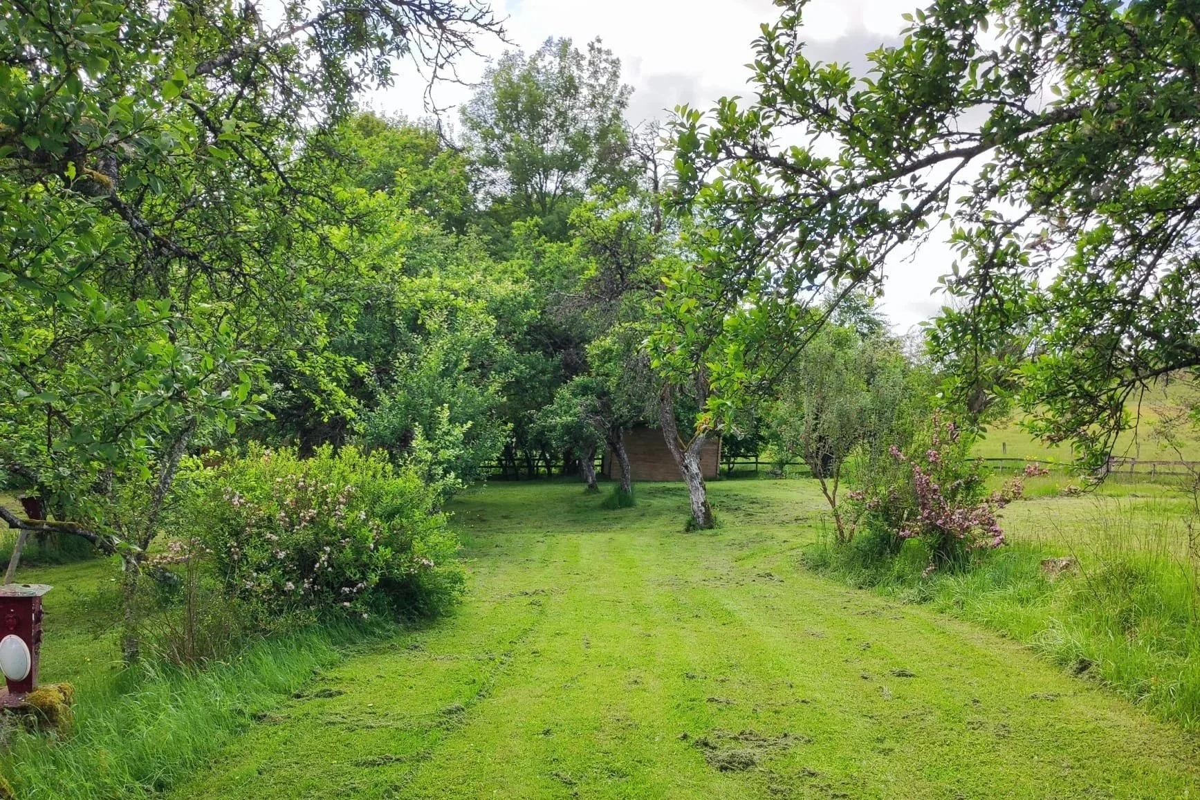 Groene tuin met gras, bomen en struiken onder een bewolkte hemel.