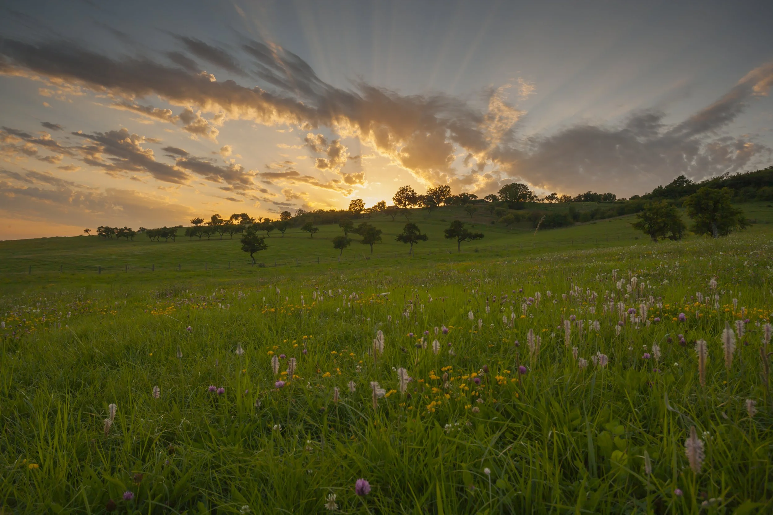 Een weids landschap met een groene weide, verspreide bomen en een kleurrijke bloemenweide. De zonsondergang schept een warme gloed in de lucht met opvallende wolken.