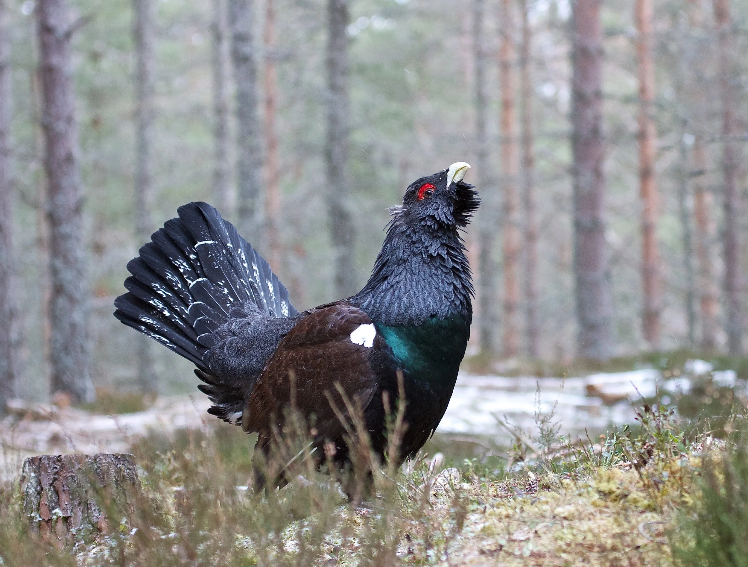 Een zwarte hoender met een roodgekleurde kop en iriserende groene en blauwe veren staat in een bosrijke omgeving met een modderige bodem en naaldbomen.