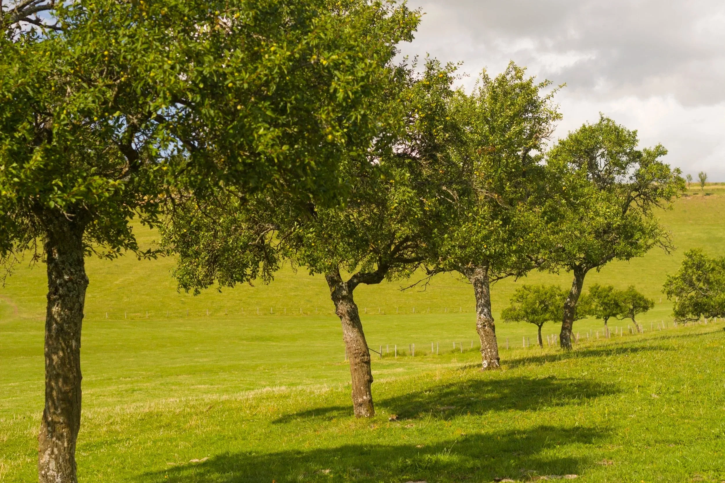 Groene weide met drie bomen en een bewolkte hemel.